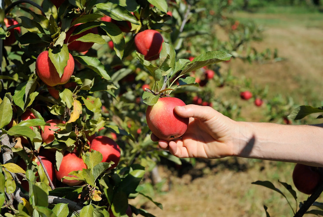 Fun Vietnamese Words for Your Next Apple-Picking Trip with the Kids! 🍎