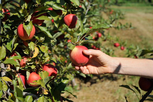 Fun Vietnamese Words for Your Next Apple-Picking Trip with the Kids! 🍎